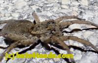 /home//u458753944/public_html/sourcegallery/////////////////////////////////////////////Roxborough Toad Detour/2013-2019/2016/2016-03-31/P3310518.JPG
